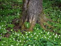 Buschwindröschen Teppich umgibt Baumstamm
